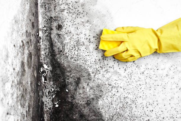 Biohazard Mold Removal in Monte Vista, CO